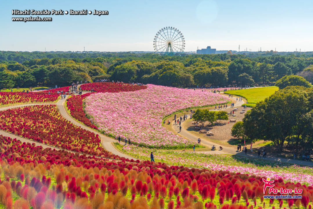 Hitachi Seaside Park